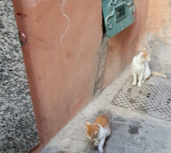 Čo s mačkami na ulici?